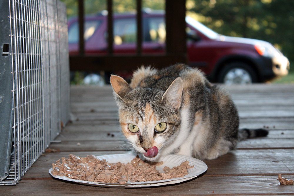 Best Wet Cat Food