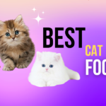 Best Cat Food
