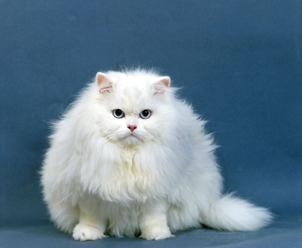 Regal Royalty: Explore the Elegance of Persian Cats

