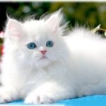 persian cat lifespan