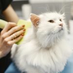 Persian cat grooming